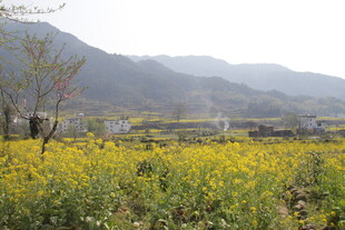 婺源春日油菜花海田园风光