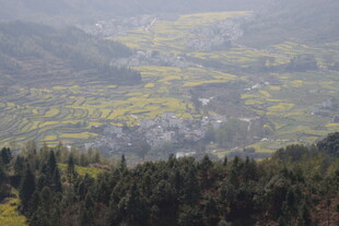 婺源山间油菜田美景