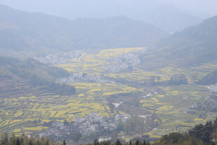 婺源山间油菜田乡村美景