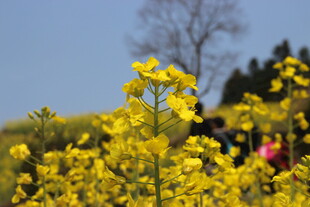 婺源春日油菜花田烂漫景象