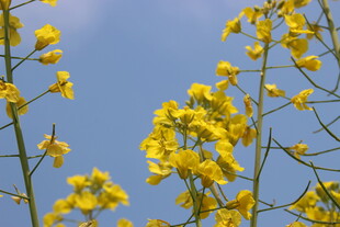 婺源蓝天映衬下的金黄油菜花