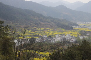 婺源山间油菜花海田园美景