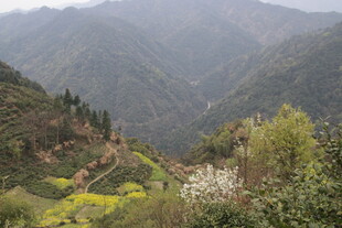 婺源山间春色 繁花点缀山谷