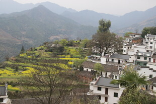 婺源山村春色 白墙黄田相映美
