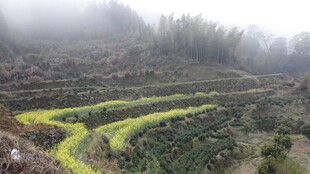 婺源雾中梯田绿意浓