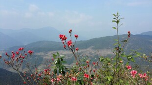 婺源山间繁花绽放的秀丽景致