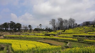 婺源春日梯田油菜花美景