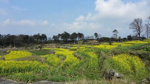 婺源春日田野油菜花美景