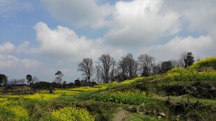 婺源田园绿野风光