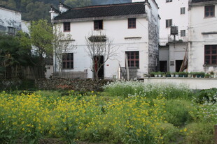 婺源江南白墙民居前的花田