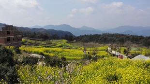 婺源山间黄花烂漫田园美景