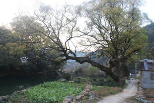 婺源乡村老树旁的宁静景致