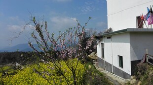 婺源乡村景致中的房屋与繁花