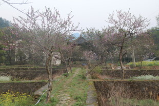 婺源乡村田野间的宁静景致