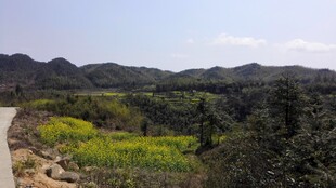 婺源山间小路旁的多彩田野风光