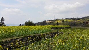 婺源田野间灿烂盛开的黄色花海