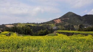 婺源春日油菜花海与远山