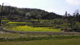 婺源春日田野风光