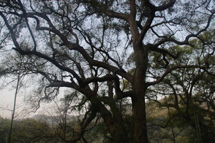 婺源古老虬曲的树木景观