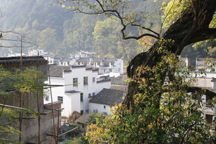 婺源山村景色 白墙黛瓦映绿树