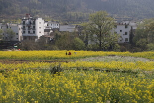 婺源春日田野间的烂漫油菜花景