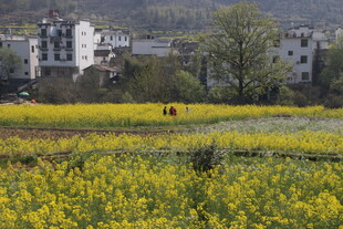 婺源乡村田野间的灿烂油菜花