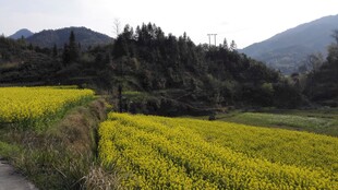 婺源春日金黄油菜花田美景