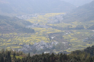 婺源山间油菜花海美景
