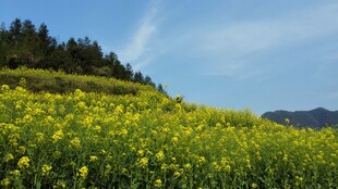 婺源春日油菜花海美景