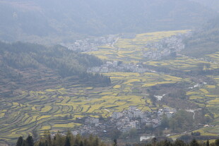 婺源山间油菜田美景