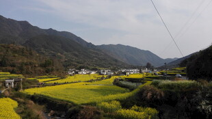 婺源春日山间油菜花田美景