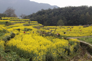 婺源春日油菜花海田园风光