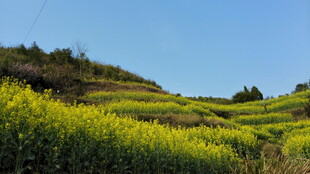 婺源山坡上的灿烂油菜花田