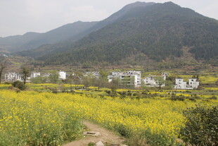 婺源山间油菜花田与村落美景