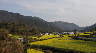 婺源春日山间油菜花海美景