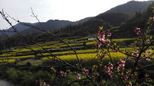 婺源山间绽放的粉嫩花枝