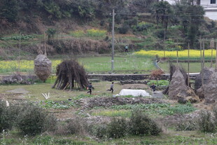 婺源乡村田野间的劳作场景