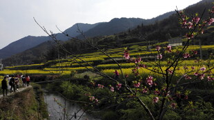 婺源山间烂漫花海田园美景
