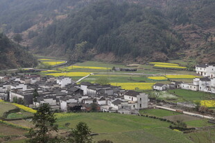 婺源山村田园春色美景如画