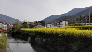 婺源溪边油菜田与远山美景