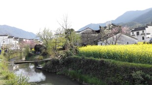 婺源乡村春日溪边油菜美景