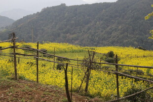 婺源山间油菜花田与围栏景致