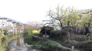 婺源江南水乡春日河畔景致