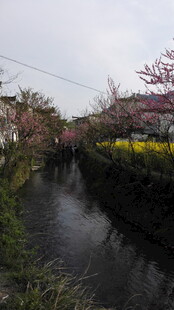 婺源河畔烂漫花田春日美景