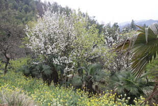 婺源山间烂漫花木景色