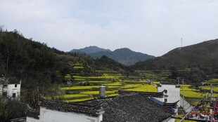 婺源山间梯田美景