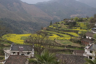 婺源山间梯田油菜花与民居