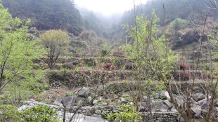 婺源山间春色 绿意盎然的河谷