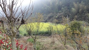 婺源春日山间田园风光