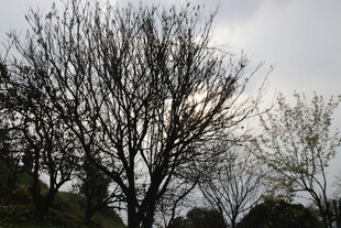 婺源冬日枯树景观